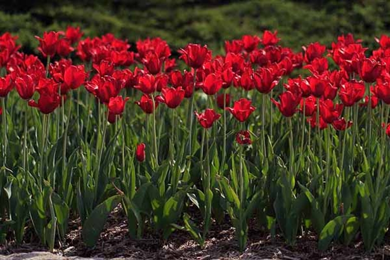 A row of red tulips