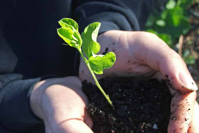 A tender seedling held in cupped hands.